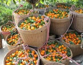 砂糖橘最新爆料,揭秘明星背后的惊人真相！